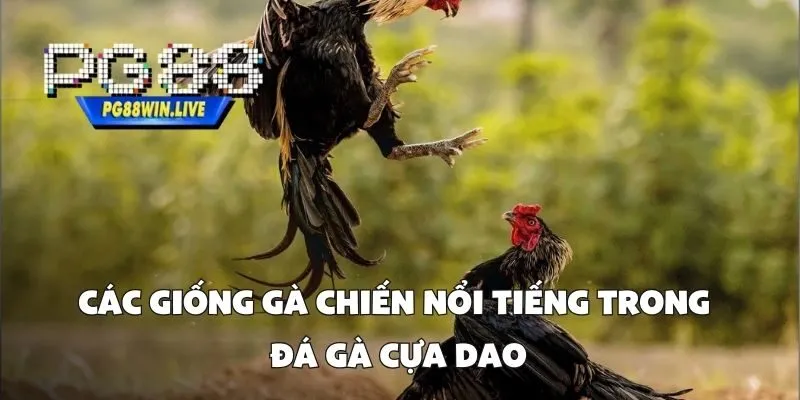 Các Giống Gà Chiến Nổi Tiếng Trong Đá Gà Cựa Dao