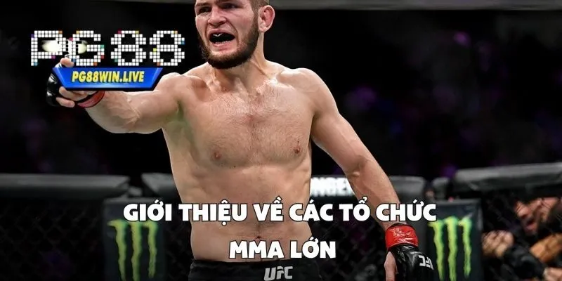Giới Thiệu Về Các Tổ Chức MMA Lớn